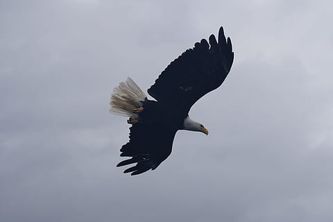 Calvo, aquila, uccello, fauna selvatica, animali allo stato selvatico, volante, animale, temi animali, vertebrato, un animale, ali spiegate, uccello rapace, aquila calva, nessuno, natura, Inquadratura dal basso, cielo, aquila - uccello, movimento, bellezza nella natura, giorno, all'aperto, 5K, CC0, dominio pubblico, privo di copyright