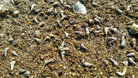 alam, pasir, kering, batch, sedikit, tanah, tidak ada orang, batu - benda, pantai, hari, batu, padat, bingkai penuh, kerikil, latar belakang, satwa liar hewan, merapatkan, kulit, di luar rumah, hewan, tampilan sudut tinggi, kelimpahan, laut, 4K, CC0, domain publik, bebas royalti