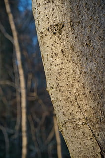 copac, latra, Buturuga, fag, fagus sylvatica, trib, natură, pădure, trunchi de copac, în aer liber, să se concentreze asupra primelor elemente, a închide, zi, texturată, nici o persoana, trompă, plantă, creştere, model, stare brută, detaliu, solid, modelul natural, fundaluri, frumusețe în natură, plante scoarță, 5K, CC0, domeniu public, fără drepturi de autor