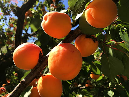 frugt, blad, træ, have, mad, abrikoser, mad og drikke, vækst, plante, sund kost, friskhed, natur, ingen mennesker, velvære, orange farve, fokus på forgrunden, tæt på, afdeling, plante del, dag, frugt træ, moden, udendørs, 4K, CC0, offentligt domæne, royaltyfrie