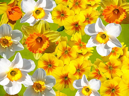 blanc, groc, flors de pètals, gràfic, narcisos, Pasqua, primavera, narcissus pseudonarcissus, osterglocken, naturalesa, salutació de pasqua, flor, florir, planta, flors grogues, flora, brillant, Feliç Pasqua, jardí, planta amb flors, frescor, pètal, fragilitat, vulnerabilitat, bellesa a la natura, primer pla, inflorescència, cap de flor, cap gent, Color blanc, creixement, fons, marc complet, dia, botànica, pol·len, 1080P, CC0, domini públic, lliure de regalies