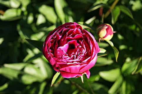 blomst, violet, natur, forår, have, blomstrer, flor, blomstring, skønhed, pæon, blomstrende plante, skønhed i naturen, friskhed, plante, tæt på, kronblad, vækst, sårbarhed, skrøbelighed, lyserød farve, blomsterhoved, fokus på forgrunden, blomsterstand, ingen mennesker, dag, plante del, blad, udendørs, 4K, CC0, offentligt domæne, royaltyfrie