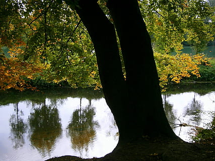 flod, farvande, vand, afspejling, spejling, plante, efterår, træer, træ, falde blade, landskab, natur, brutal, log, stamme, stemning, sø, ro, skønhed i naturen, vækst, dag, rolig scene, ingen mennesker, scenics - natur, havnefronten, Skov, lave om, jord, udendørs, 1080P, CC0, offentligt domæne, royaltyfrie