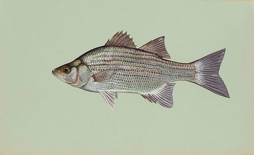 graue Fischillustration, Fisch, Weiß, Chrysops, Idiot, Bass, Fische, Tiere, Fauna, Tier, Wirbeltier, Studioaufnahme, keine Leute, Tierthemen, ein Tier, drinnen, farbiger Hintergrund, Tierkörperteil, einzelnes Objekt, in voller Länge, kopieren sie platz, Tierflosse, Tierwelt, Seitenansicht, Tiere in freier Wildbahn, Darstellung, Nahansicht, Natur, digitaler Verbund, Tierwaage, 2K, CC0, gemeinfrei, lizenzfrei