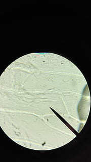 microscopio, cellula, Esplorare, esaminare, ingrandimento, ago, microbiologia, sfondo nero, scienza, nessuno, biologia, girato in studio, ricerca, in casa, avvicinamento, strumento ottico, formazione scolastica, cerchio, attrezzatura da laboratorio, forma geometrica, assistenza sanitaria e medicina, natura, forma, analizzando, 4K, CC0, dominio pubblico, privo di copyright