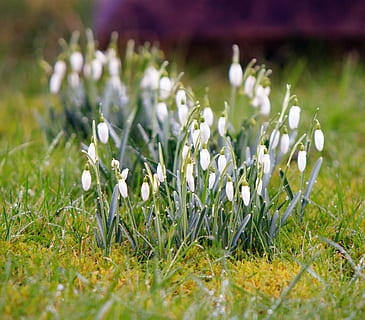 safrà, flors, hivern, primavera, naturalesa, temporada, planta, blanc, a l'aire lliure, flora, verd, herba, primerenc, fresc, gelada, tancar, flor, planta amb flors, enfocament selectiu, frescor, bellesa a la natura, creixement, primer pla, camp, cap gent, fragilitat, terra, vulnerabilitat, color verd, dia, Color blanc, nivell superficial, porpra, llit de flors, 2K, CC0, domini públic, lliure de regalies