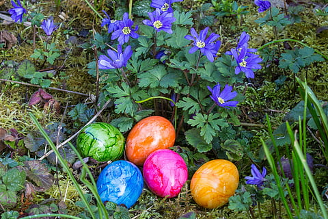 Ostern, Ostereier, Ei, Osternest, Frühling, Wachstum, Frische, Pflanze, Essen und Trinken, gesundes Essen, Natur, Lebensmittel, keine Leute, High Angle View, grüne Farbe, Tag, Feld, Land, Blatt, Pflanzenteil, Wohlbefinden, Gemüse, Blume, Kürbis, draußen, lila, 2K, CC0, gemeinfrei, lizenzfrei