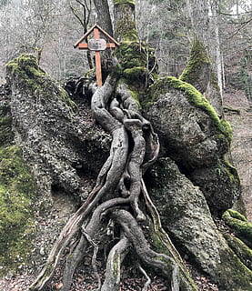 albero, radice, ceppo, contorno, radicato, mistico, vecchio, muschio, tribù, radice dell'albero, nessuno, tomba, spiritualità, tronco d'albero, statua, giorno, all'aperto, natura, avvicinamento, pianta, scultura, rappresentazione umana, rappresentazione, religione, crescita, credenza, somiglianza maschile, arte e artigianato, solido, attraversare, creatività, 2K, CC0, dominio pubblico, privo di copyright