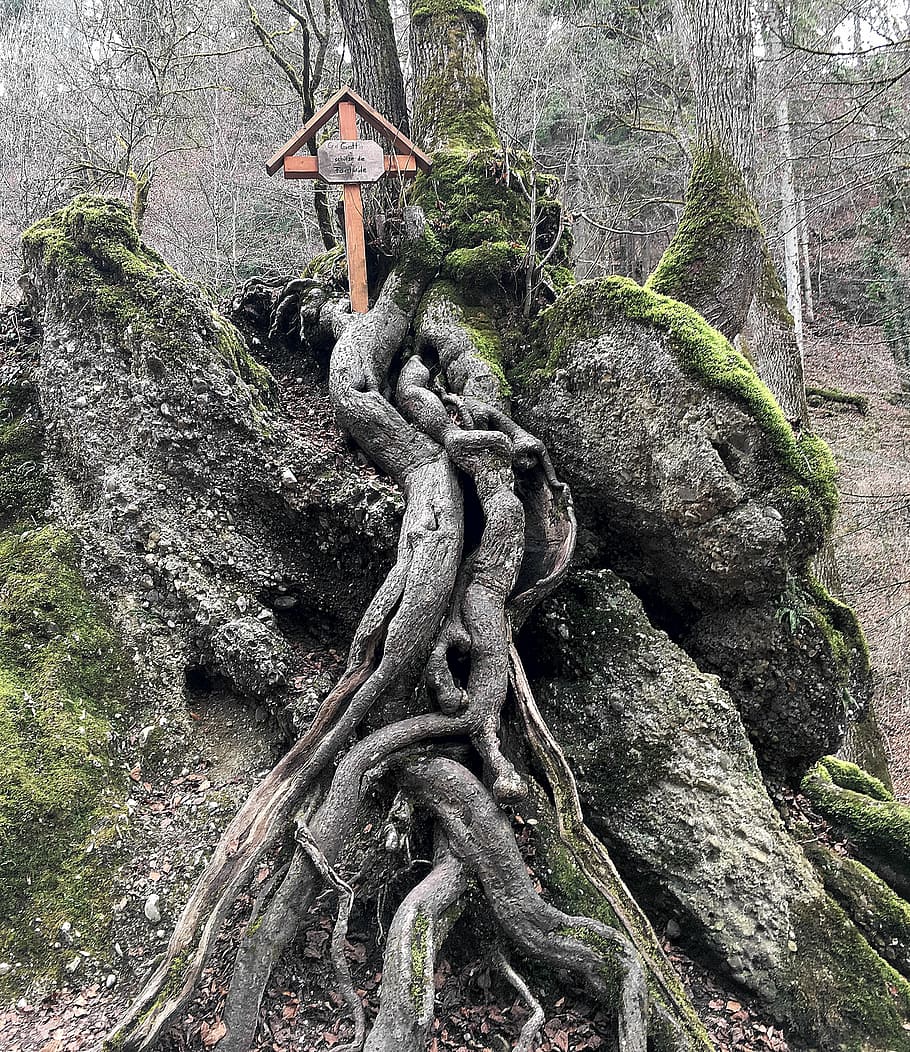 albero, radice, ceppo, contorno, radicato, mistico, vecchio, muschio, tribù, radice dell'albero, nessuno, tomba, spiritualità, tronco d'albero, statua, giorno, all'aperto, natura, avvicinamento, pianta, scultura, rappresentazione umana, rappresentazione, religione, crescita, credenza, somiglianza maschile, arte e artigianato, solido, attraversare, creatività, 2K