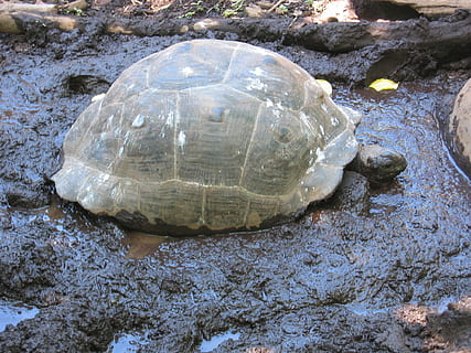 Tortuga gigante, Tortuga, blindado, barro, animal, baño de lodo, un animal, caparazón de animal, fauna animal, animales en la naturaleza, caparazón de tortuga, reptil, temas de animales, cáscara, vista de alto ángulo, sólido, rock, roca - objeto, naturaleza, nadie, vertebrado, día, agua, de cerca, al aire libre, marina, 1080P, CC0, dominio público, libre de derechos