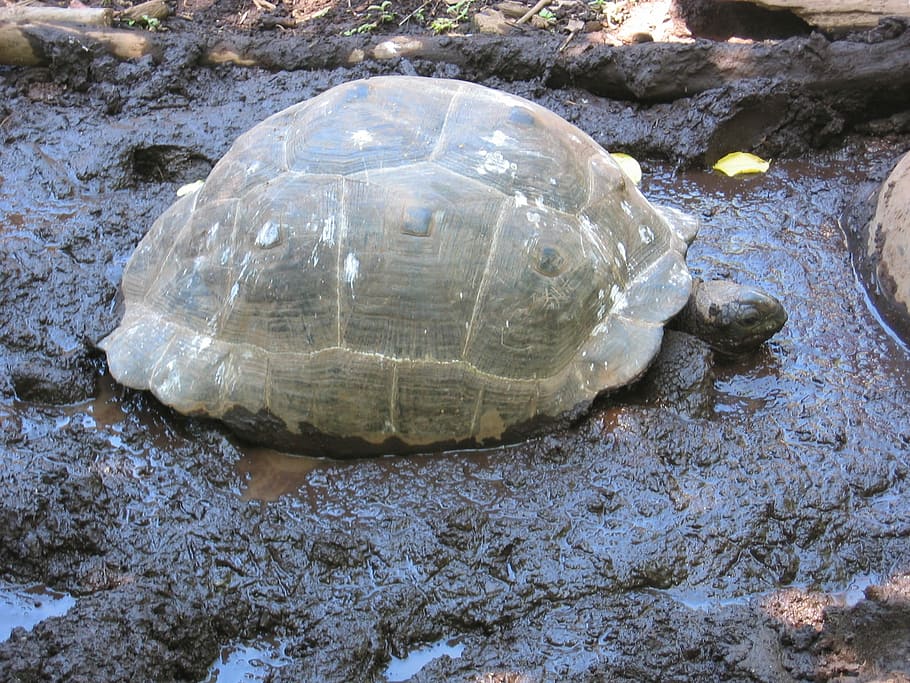 tortuga gegant, tortuga, panzer, fang, animal, bany de fang, un animal, closca d’animals, fauna animal, animals a la natura, closca de tortuga, rèptil, temes d'animals, shell, vista d’angle alt, sòlid, rock, rock - object, naturalesa, cap gent, vertebrats, dia, aigua, primer pla, a l'aire lliure, marí, 1080P