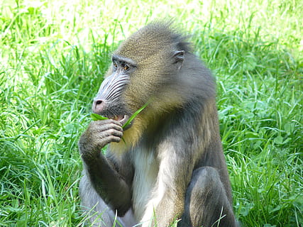 monkey, baboon, primate, grass, animal wildlife, animals in the wild, plant, mammal, green color, vertebrate, one animal, nature, no people, day, land, sitting, field, relaxation, outdoors, 2K, CC0, public domain, royalty free