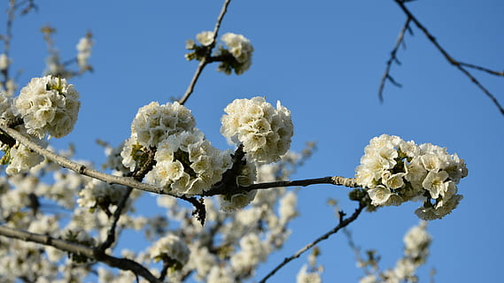 ciliegia, fiore, rametto, primavera, natura, fiori di primavera, giardino, macro, vicino, pianta, tacchino, macro chichewa, germoglio, colpi di dettaglio, sfondo, bellissimo, chichewa primavera, bianca, cielo, incidentalmente primavera, fiori bianchi, ramo di ciliegio, pianta fiorita, fragilità, freschezza, bellezza nella natura, crescita, albero, vulnerabilità, avvicinamento, Colore bianco, concentrarsi sulle conoscenze acquisite, ramo, fiorire, nessuno, ramoscello, giorno, testa di fiore, morbidezza, ciliegio, Salice, fiore di ciliegio, 5K, CC0, dominio pubblico, privo di copyright