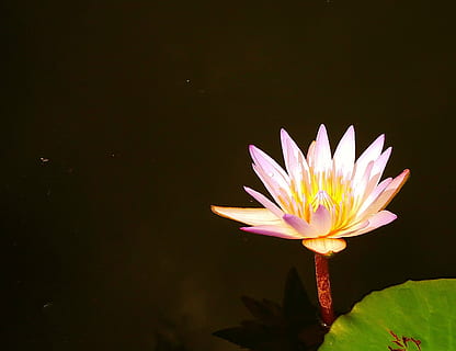 lotus, west java, indonesi, flor, planta amb flors, nenúfar, vulnerabilitat, fragilitat, frescor, pètal, bellesa a la natura, planta, llac, cap de flor, inflorescència, primer pla, nenúfar de lotus, aigua, creixement, full, lliri, flotant a l'aigua, color rosa, cap gent, pol·len, sepal, 1080P, CC0, domini públic, lliure de regalies