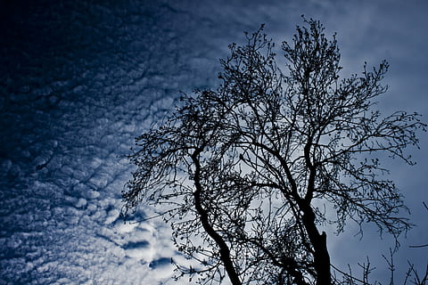 ramo, albero, nube, cielo, silhouette, luce retromarcia, foresta, natura, nessuno, albero nudo, all'aperto, giorno, inverno, Inquadratura dal basso, nuvola - cielo, pianta, bellezza nella natura, la tranquillità, scenics - natura, notte, scena tranquilla, blu, crepuscolo, crescita, 4K, CC0, dominio pubblico, privo di copyright