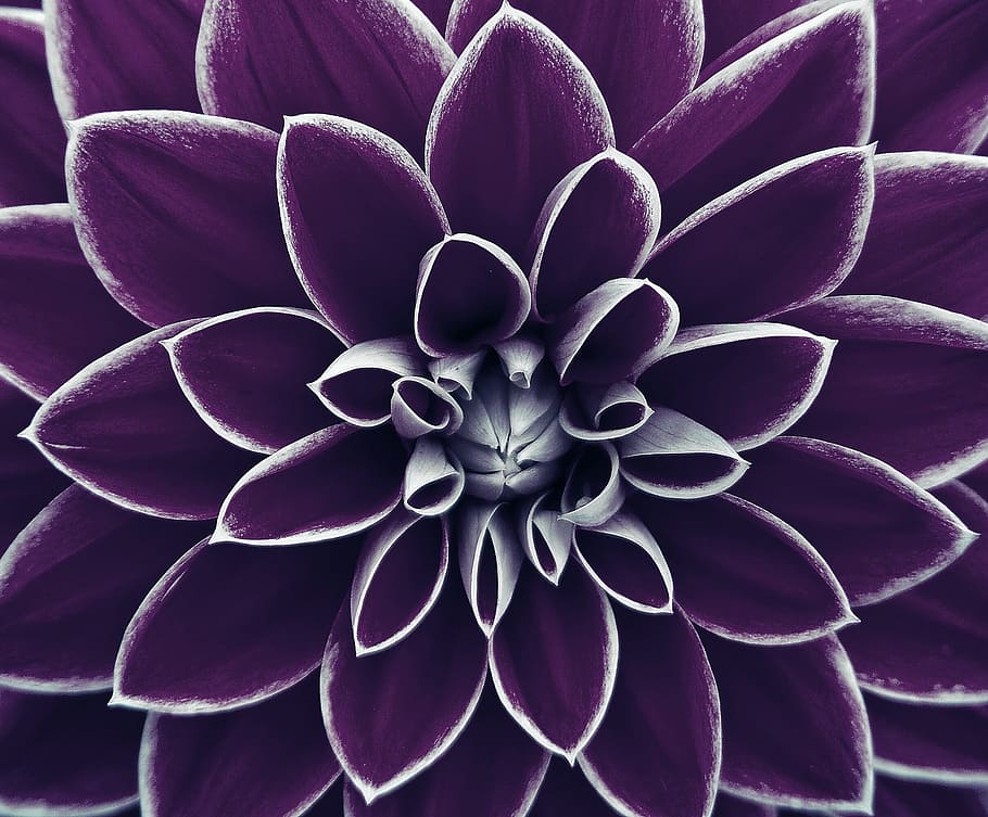 fotografierea macro, Violet, flori dahlia, imagine de fundal, floare, inflori, a inflori, plantă, a închide, frumusețe în natură, cadru complet, planta cu flori, petală, creştere, cap de floare, dalie, inflorescenţă, prospeţime, fundaluri, planta suculentă, fragilitate, vulnerabilitate, nici o persoana, natură, botanică, Fundal negru, 1080P