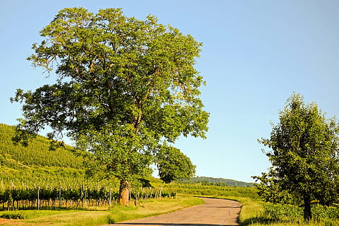 verd, carretera, durant el dia, arbre, noguera, paisatge, vista, vinyes, escènic, agricultura, natural, bellesa, idíl·lic, pintoresca, naturalesa, kaiserstuhl, nedar, escena rural, a l'aire lliure, estiu, color verd, cel, escenics, blau, herba, camp, escena no urbana, prat, planta, creixement, bellesa a la natura, tranquil·litat, terra, escena tranquil·la, cap gent, cel clar, direcció, dia, escenics - natura, el camí a seguir, treelined, 4K, CC0, domini públic, lliure de regalies