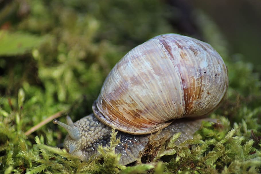 cargol, lent, cargol, lent, closca d’animals, gasteròpode, un animal, temes d'animals, naturalesa, shell, animal, fauna animal, mol·lusc, primer pla, invertebrat, animals a la natura, cap gent, planta, dia, terra, enfocament selectiu, a l'aire lliure, avorriment, 1080P