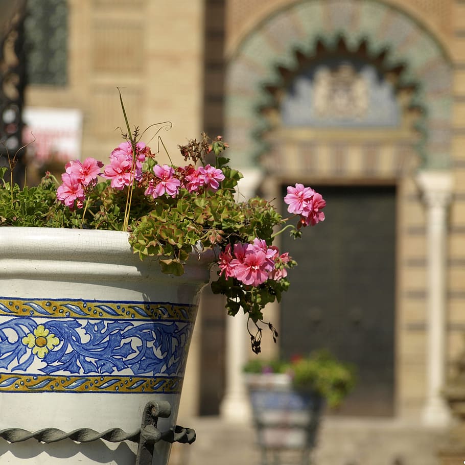 Blume, Keramik, Park, blühende Pflanze, die Architektur, gebaute Struktur, Pflanze, Gebäudehülle, Natur, Gebäude, Tag, Fokus auf den Vordergrund, Frische, keine Leute, Verletzlichkeit, Zerbrechlichkeit, pinke Farbe, draußen, Bogen, Blütenkopf, Nahansicht, Schönheit in der Natur, Blumentopf, Blumenschmuck, 2K