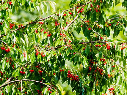 Kirschen, Kirschrot, rot, obst, Natur, Kirsche, rot, Obst, Früchte, Obstbaum, Ast, Blätter, Essen und Trinken, grüne Farbe, draußen, Pflanze, Wachstum, Beerenfrucht, gesundes Essen, Pflanzenteil, Lebensmittel, Blatt, Baum, Schönheit in der Natur, Tag, Frische, keine Leute, Nahansicht, reif, Vogelbeere, 4K, CC0, gemeinfrei, lizenzfrei