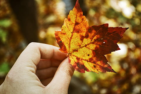 pessoa, segurando, Castanho, folha de Carvalho, chalé, vermelho, bordo, Canadá, natureza, mão, temporada, folhas mudando, mudando, folha, amarelo, laranja, árvore, outono, parte da planta, mão humana, mudança, parte do corpo humano, uma pessoa, focar em primeiro plano, fechar-se, perspectiva pessoal, parte do corpo, dedo, pessoa irreconhecível, dia, dedo humano, ao ar livre, árvore de bordo, condição natural, membro humano, coleção de outono, 4K, CC0, domínio público, royalty free
