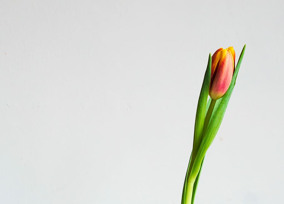 roz, tulip bud, închide, fotografie, floare, singur, lalea, studio shot, spațiu copie, prospeţime, planta cu flori, a închide, plantă, Culoarea verde, fundal alb, în interior, frumusețe în natură, vulnerabilitate, nici o persoana, fragilitate, natură, cap de floare, petală, inflorescenţă, multi colorate, Violet, 2K