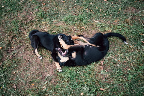 cachorros brincando, cachorros, animais, cão, animal, pets, ao ar livre, mamífero, fofa, canino, grama, cachorro, animais domésticos, labrador preto, Rottweiler, temas animais, doméstico, um animal, vertebrado, campo, plantar, terra, visão de alto ângulo, natureza, dia, cor preta, ninguém, boca aberta, agressão, 4K, CC0, domínio público, royalty free