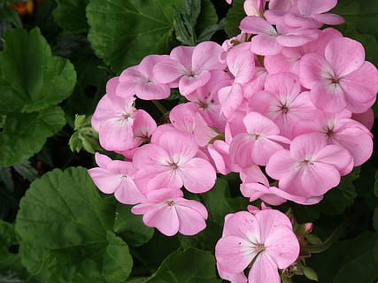 geranium, roz, floare, inflori, petale, planta cu flori, vulnerabilitate, fragilitate, petală, plantă, prospeţime, frumusețe în natură, inflorescenţă, cap de floare, culoarea roz, creştere, a închide, frunze, parte a plantelor, natură, zi, nici o persoana, în aer liber, să se concentreze asupra primelor elemente, buchet de flori, liliac, 2K, CC0, domeniu public, fără drepturi de autor