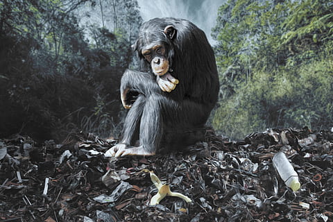 Affe, Müll, Umgebung, Natur, Bäume, Banane, Plastikflasche, Denken, Verschmutzung, Müllberg, komponieren, Bildbearbeitung, Tierwelt, Naturschutz, Tier, Tierthemen, Primas, ein Tier, Säugetier, Wirbeltier, Tiere in freier Wildbahn, keine Leute, Essen, Baum, Tag, Wald, Land, draußen, Lebensmittel, Blatt, Sitzung, 5K, CC0, gemeinfrei, lizenzfrei