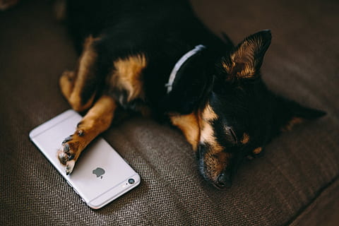 dormido, perrito, durmiendo con, iphone 6, tecnología, iphone, perro, mascota, teléfono, móvil, lindo cachorro, dormir, adorable, mascotas, animal, canino, adentro, animales domesticos, acostado, perro de raza pura, linda, un animal, temas de animales, mamífero, nacional, comunicación, tecnología inalámbrica, nadie, relajación, pequeña, de cerca, centrarse en primer plano, teléfono móvil, 5K