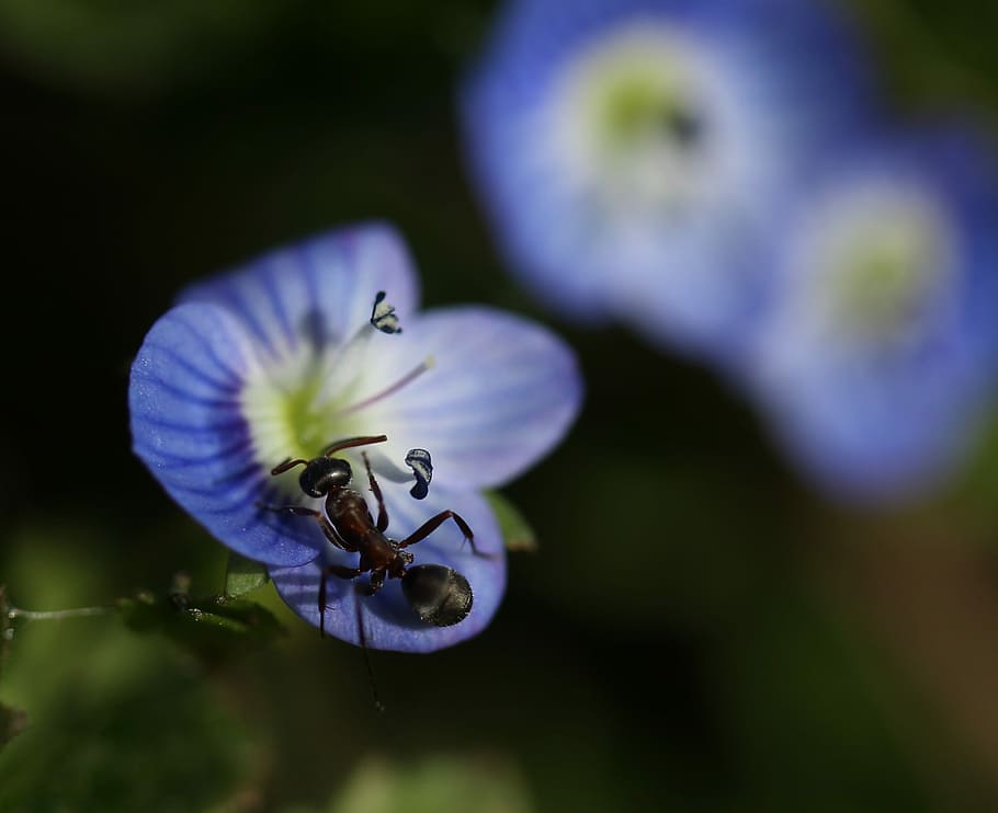 blauet, formiga, insecta, flor, blau, planta, fulles, verd, bellesa, naturalesa, planta amb flors, fragilitat, bellesa a la natura, vulnerabilitat, frescor, cap de flor, porpra, creixement, primer pla, inflorescència, pètal, cap gent, enfocament selectiu, pol·len, centrar-se en primer pla, primavera, invertebrat, a l'aire lliure, suavitat, 2K