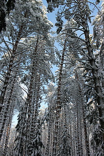 mänty, talvi, talvi, metsä, pusikko, talvi-, talvimetsä, puu, kylmä lämpötila, lumi, luonto, kasvi, matala kulma, kauneus luonnossa, tyyneys, kasvu, ei ihmisiä, taivas, maa, päivä, rauhallinen kohtaus, runko, puun runko, ulkona, havupuu, mäntymetsät, 4K, CC0, public domain, rojaltivapaa