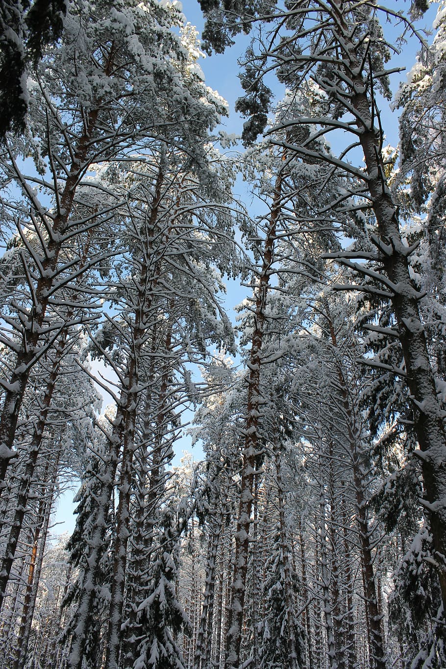 Kiefer, Winter, Winter, Wald, Dickicht, Winter, Winterwald, Baum, kalte Temperatur, Schnee, Natur, Pflanze, Flachwinkelansicht, Schönheit in der Natur, Ruhe, Wachstum, keine Leute, Himmel, Land, Tag, ruhige Szene, Kofferraum, Baumstamm, draußen, Nadelbaum, Kiefernwald, 4K