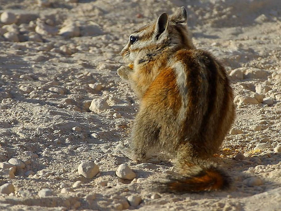 marró, ardilla, de peu, sòl, esquirol, nager, cua, rosegador, bonic, pell, pelut, mamífer, naturalesa, món animal, animal, vida salvatge, a l'aire lliure, fauna animal, temes d'animals, animals a la natura, un animal, cap gent, vertebrats, terra, assegut, dia, llum solar, sòlid, mirant, camp, longitud completa, mirant cap a fora,