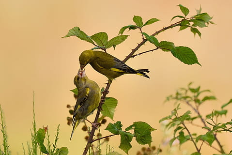 to, grønn, finker, perched, gren, natur, blad, tre, fugl, anlegg, dyr, dyre temaer, dyr i naturen, dyreliv, virveldyr, ett dyr, perching, plante del, grønn farge, ingen folk, vekst, utendørs, full lengde, skjønnhet i naturen, 2K, CC0, offentlig domene, opphavsrett gratis