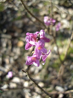 daphne, kukka, kevät, myrkyllinen, haara, kukinta, keväällä, kasvi, tuoreus, hauraus, alttius, kauneus luonnossa, vaaleanpunainen väri, kasvu, lähikuva, terälehti, kukka pää, keskittyä etualalle, kukinto, luonto, päivä, ei ihmisiä, ulkona, violetti, kirsikankukka, 2K, CC0, public domain, rojaltivapaa