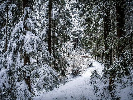 inverno, sentiero, foresta fitta, nevoso, pino, conifere, bellissimo, scenario, la neve, natura, temperatura fredda, foresta, nessuno, albero, pianta, bellezza nella natura, terra, scenics - natura, la tranquillità, scena non urbana, scena tranquilla, copertura, crescita, giorno, strada, tronco d'albero, all'aperto, bosco, acqua corrente, nevicando, 4K, CC0, dominio pubblico, privo di copyright
