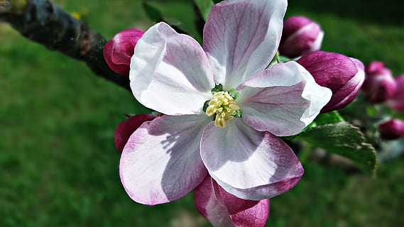 fiore, albero, primavera, natura, fioritura, rametto, pianta fiorita, pianta, vulnerabilità, bellezza nella natura, fragilità, petalo, freschezza, avvicinamento, infiorescenza, testa di fiore, crescita, polline, concentrarsi sulle conoscenze acquisite, giorno, nessuno, Colore bianco, colore rosa, all'aperto, viola, lilla, 2K, CC0, dominio pubblico, privo di copyright