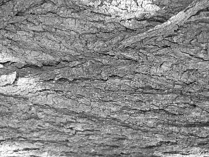 corteccia di albero, abbaiare, albero, struttura, bianco e nero, nero bianco, fotogramma intero, sfondi, strutturato, avvicinamento, nessuno, ruvido, modello, giorno, natura, roccia, all'aperto, roccia - oggetto, tronco d'albero, pianta, formazione rocciosa, tronco, modello naturale, solido, messa a fuoco selettiva, eroso, 1080P, CC0, dominio pubblico, privo di copyright