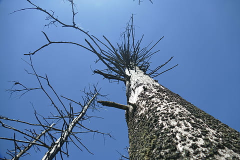 desenvolupament, arbres, altes muntanyes, mort, naturalesa, resistent, cel, final, arbre, vista d’angle baix, planta, cap gent, tronc de l'arbre, tronc, blau, dia, cel clar, branca, arbre nu, a l'aire lliure, llum solar, creixement, alta - alta, arquitectura, tranquil·litat, bellesa a la natura, directament a sota, 5K, CC0, domini públic, lliure de regalies