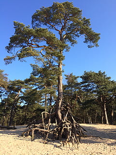 træ, sand, træer, landskab, klitter, planter, holland, soester klitter, slap af, natur, hollandsk landskab, luft, Skov, grøn, plante, himmel, jord, skyfri himmel, sollys, dag, blå, ingen mennesker, Mark, vækst, træ - materiale, ro, træstamme, bagagerum, udendørs, log, skønhed i naturen, hjul, 2K, CC0, offentligt domæne, royaltyfrie