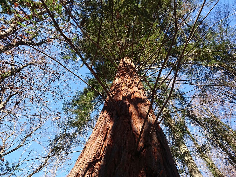 Sequoia, Skov, stedsegrønne, træ, afdeling, dag, lav vinkel visning, fyrretræ, træstamme, natur, himmel, ingen mennesker, udendørs, plante, bagagerum, vækst, ro, høj - høj, bark, skønhed i naturen, jord, træ - materiale, scenics - natur, træ baldakin, direkte under, 5K