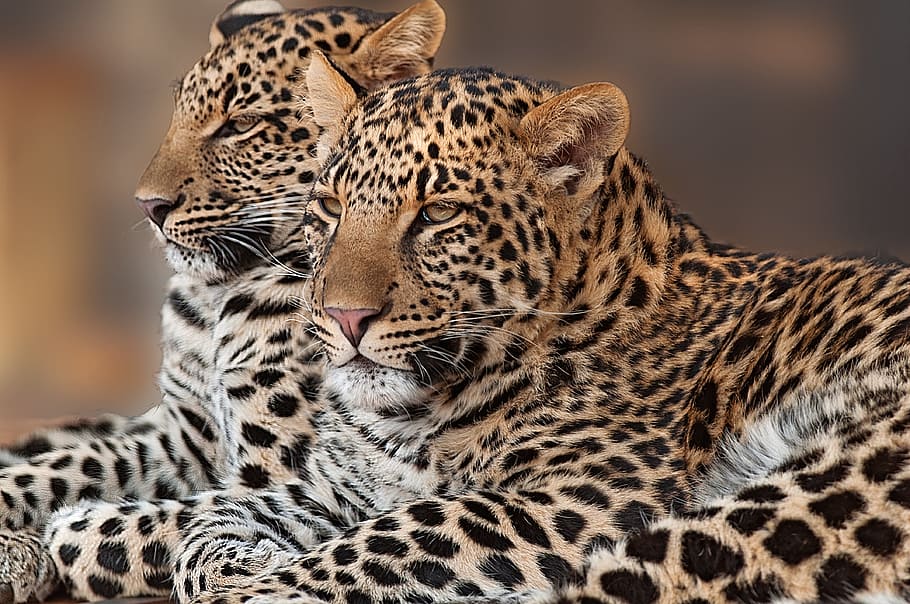 dos lleopards reclinables, lleopard, cub, rosetes, pardus, naturalesa, Àfrica, carnívor, gat, ulls, safari, panthera, jove, salvatge, temes d'animals, animal, gat gran, felí, fauna animal, animals a la natura, mamífer, cap gent, tacat, un animal, retrat, primer pla, centrar-se en primer pla, carnivora, vertebrats, part del cos dels animals, bigotis, gat no domesticat, cap d’animals, 4K