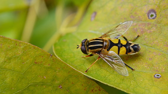 sinek, hoverfly, doğa, böcek, hayvan, Sarı, Bahçe, kapat, makro, hayvan yaban hayatı, omurgasız, hayvan temaları, vahşi hayvanlar, bitki bölümü, Yaprak, bir hayvan, hayvan kanadı, kapatmak, yeşil renk, insansız, bitki, doğada güzellik, gün, ön plana odaklanmak, açık havada, 4K, CC0, kamu malı, telif ücretsiz