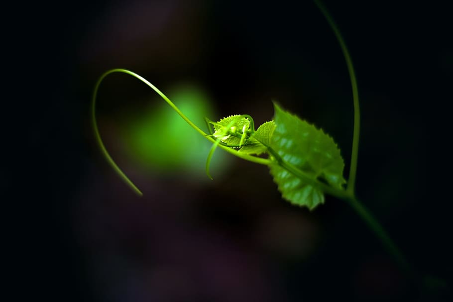 full, verd, nova fulla, fons de pantalla, naturalesa, natural, fauna animal, primer pla, animal, temes d'animals, color verd, fons negre, cap gent, planta, invertebrat, un animal, animals a la natura, insecte, part de la planta, frescor, centrar-se en primer pla, tir de l'estudi, enfocament selectiu, menjar, lluminositat, 5K