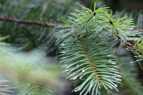 Pine, Needles, Plant, Needle, pine needles, nature, flora, evergreen, green color, leaf, selective focus, day, growth, plant part, tree, close-up, beauty in nature, no people, outdoors, tranquility, branch, wet, focus on foreground, freshness, botany, green, coniferous tree, raindrop, 5K, CC0, public domain, royalty free