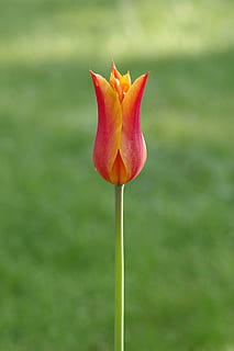 チューリップ, オレンジ, 小さな, シンプルな, 花, シングル, 庭園, ローザ, 花びら, 咲く, 緑, 牧草地, 夏, 春, パーク, 草, 自然, 太陽, feb, 工場, 自然の美しさ, 花弁, 閉じる, フラワーヘッド, 開花植物, 鮮度, もろい, 脆弱性, 花序, 成長, 前景に焦点を当てる, 無人, 日, 植物の茎, 赤, 屋外, 4K, CC0, パブリックドメイン, ロイヤリティフリー