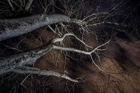 branches, nuit, ciel, des nuages, paysage, forêt, paysage sombre, arbre, plante, branche, arbre nu, la nature, racine, personne, terre, journée, en plein air, tranquillité, tronc d'arbre, tronc, plante morte, arrière-plans, arbre tombé, beauté dans la nature, bois, température froide, écorce, complexité, 5K, CC0, domaine public, libre de droits