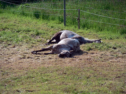 horses, paddock, coupling, tired, rest, mammal, grass, field, animal, animal themes, land, plant, domestic animals, vertebrate, pets, no people, nature, one animal, domestic, relaxation, day, fence, barrier, boundary, lying down, herbivorous, 2K, CC0, public domain, royalty free