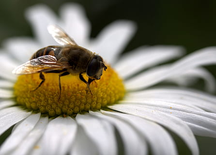 margherita, polline, lavoro, Insecta, natura, fiore, bianca, insetto, macro, impollinazione, avvicinamento, ala animale, estate, fiore singolo, pianta, animale, miele, insetti, animali e animali domestici, giallo, primavera, petalo, Ape, all'aperto, un animale, temi animali, animali allo stato selvatico, fauna selvatica, invertebrato, pianta fiorita, bellezza nella natura, testa di fiore, fragilità, freschezza, vulnerabilità, crescita, nessuno, 2K, CC0, dominio pubblico, privo di copyright